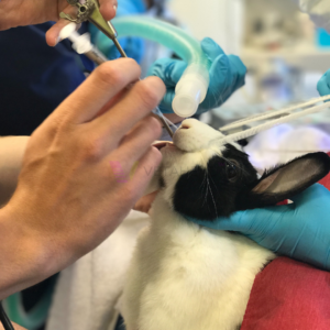 Endotracheal intubation