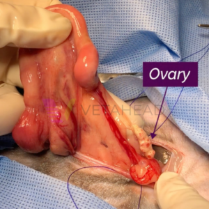 Rabbit spay