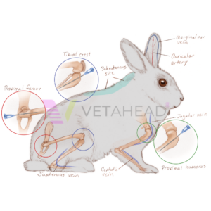 Catheter placement and injection sites