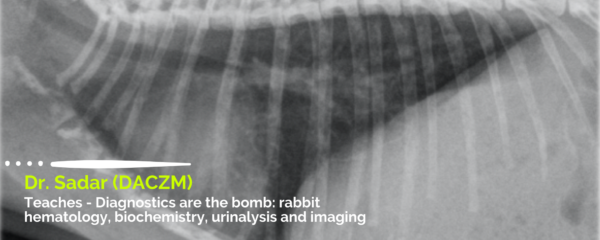 Diagnostics are the bomb: rabbit hematology, biochemistry, urinalysis, and imaging