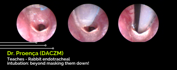 Rabbit endotracheal intubation: beyond masking them down